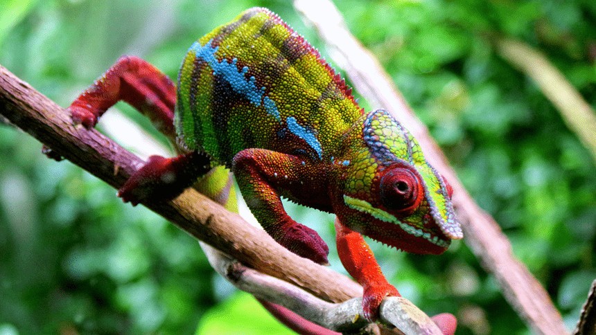 nastrój kameleona a jego kolor