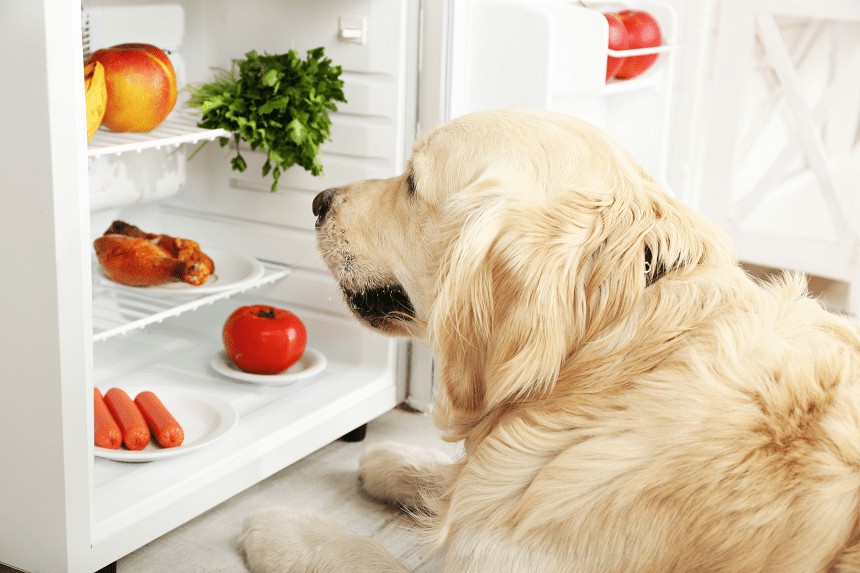 jakie owoce dla psa?