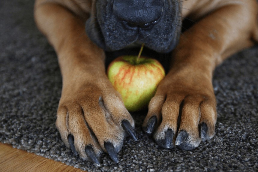 pies z jablkiem