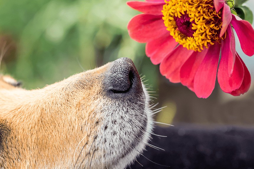 Jakiego zapachu nie lubią psy? 7 zapachów, które odstraszają psy