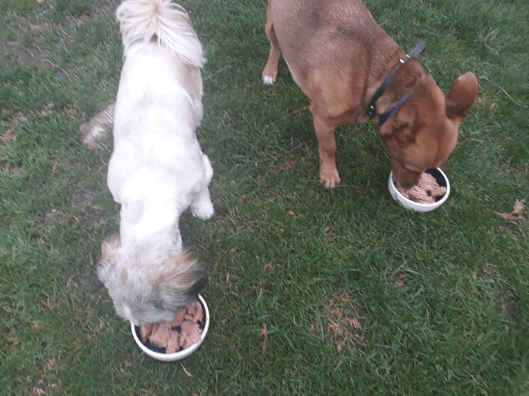 John Dog karma mokra w puszce – Bucky i Leo testują psie przysmaki