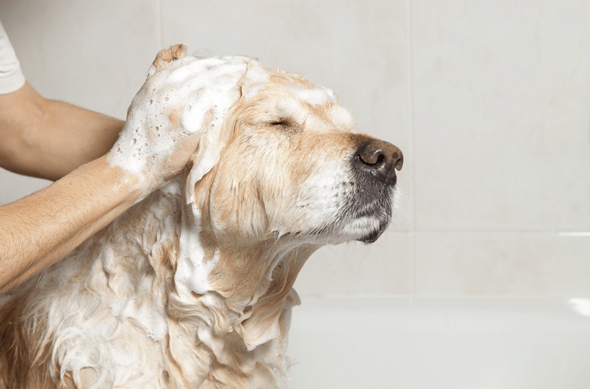 jak kąpać psa?