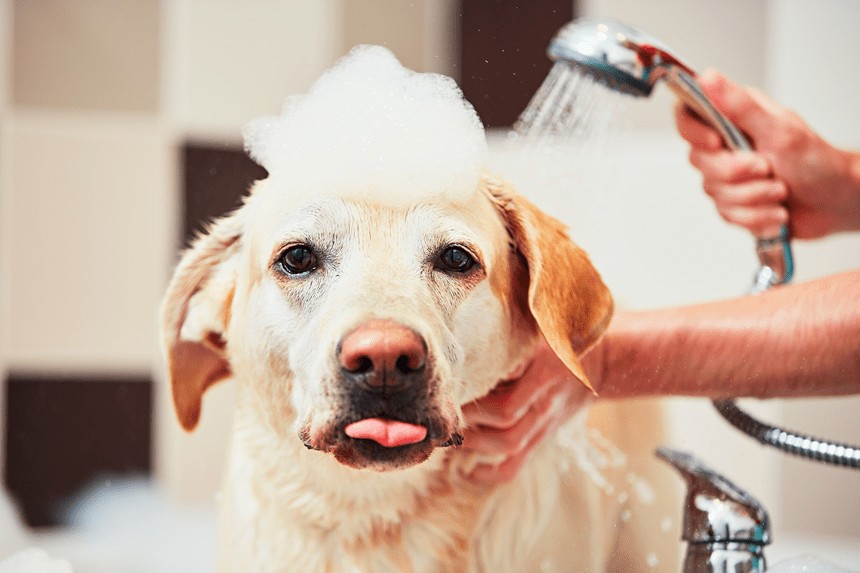 Kąpanie psa – jak robić to prawidłowo? Pierwsza kąpiel psa i kolejne