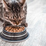 Karma bezzbożowa dla kota – czym kierować się przy wyborze?