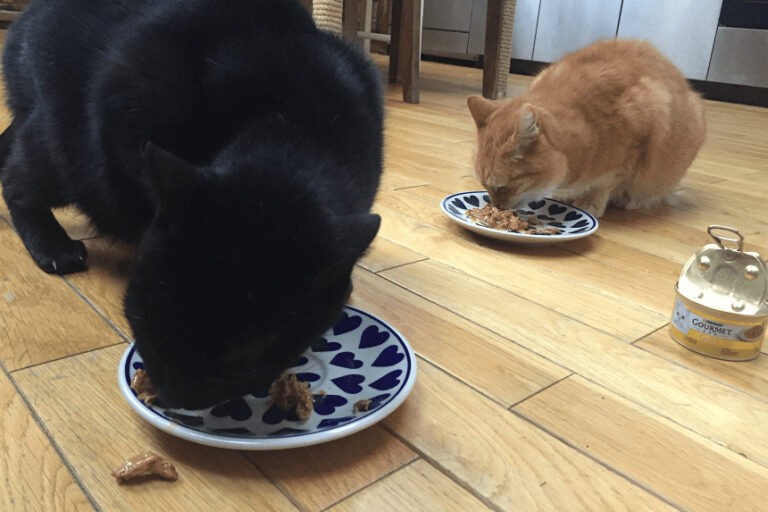 Karma dla kota Gourmet – wykwintny smakołyk dla wyjątkowych kotów. Testują Puma i Joga