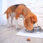 Sucha czy mokra karma dla psa – czyli co powinien jeść pies?