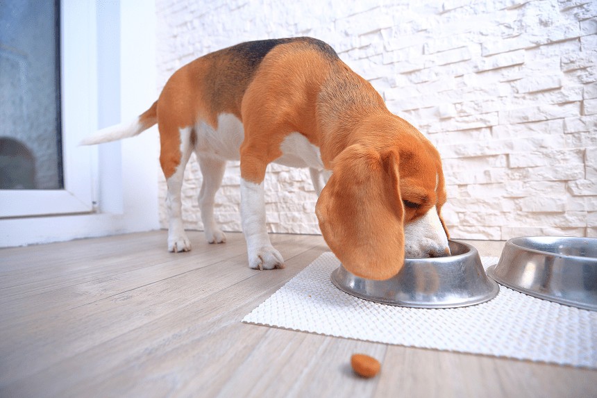 sucha czy mokra karma dla psa – czyli co powinien jeść pies?