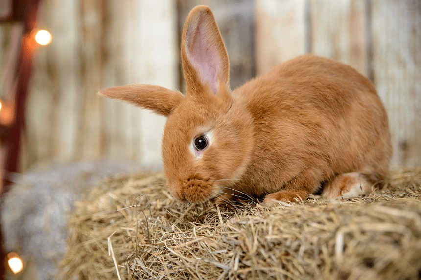 leczenie kokcydiozy u królika 