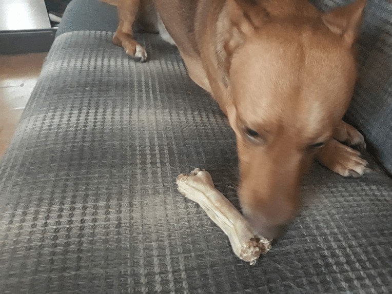 test kości dla psa