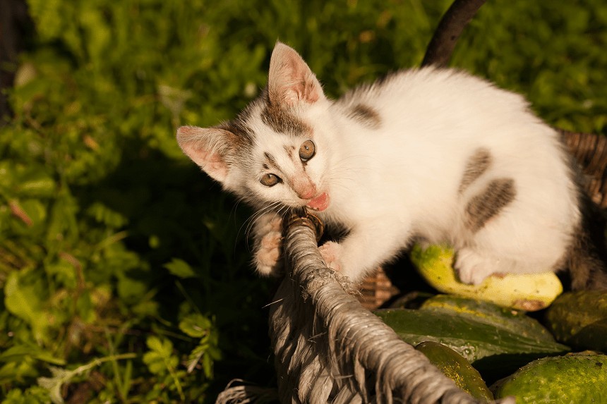 dlaczego koty boją się ogórków?