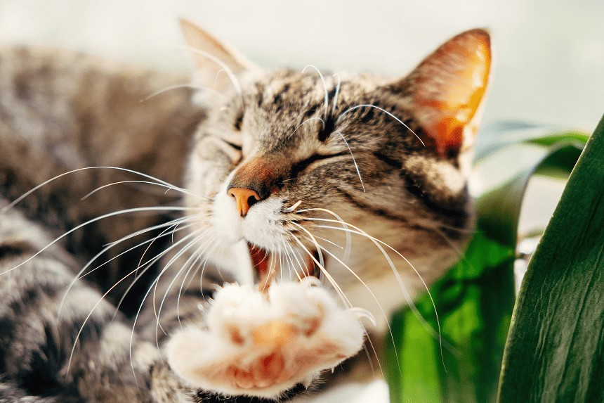 jak leczyć katar u kota?