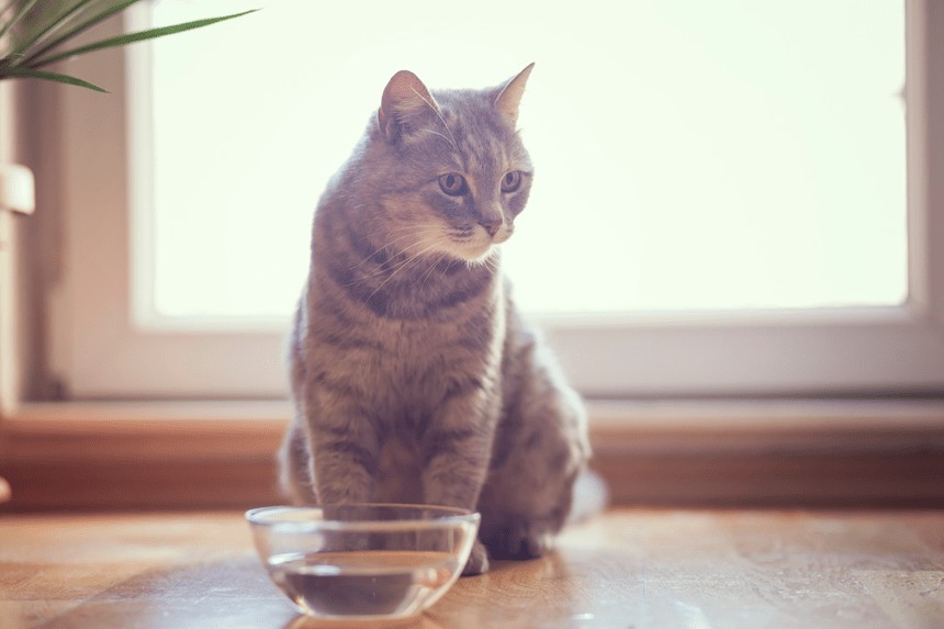 woda dla kota