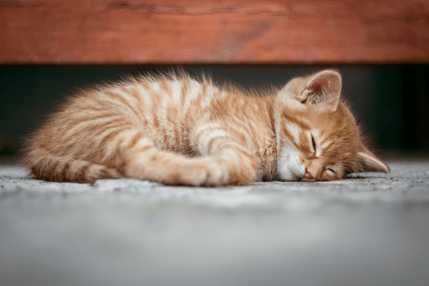 dlaczego koty śpią tak długo?