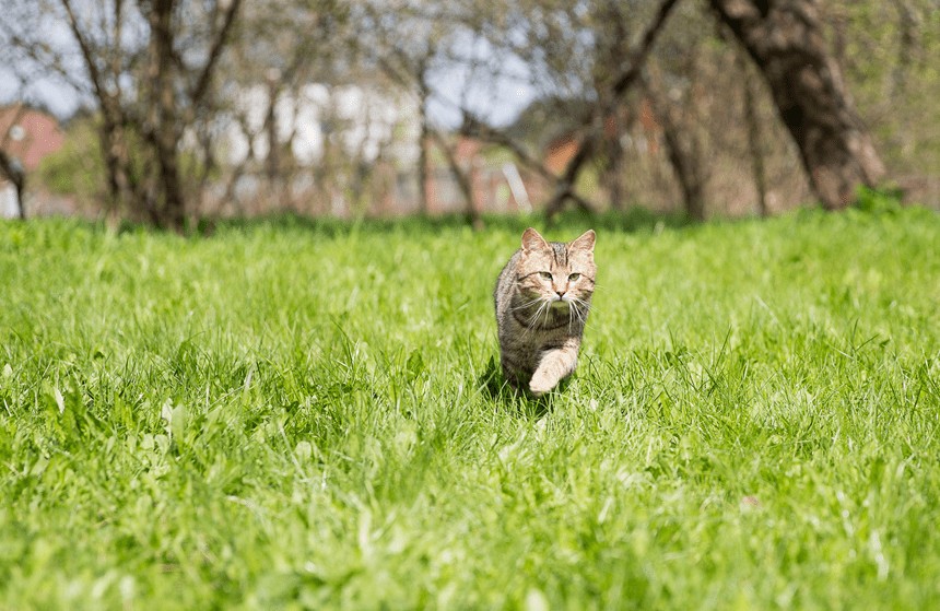 dlaczego koty uciekają z domu?