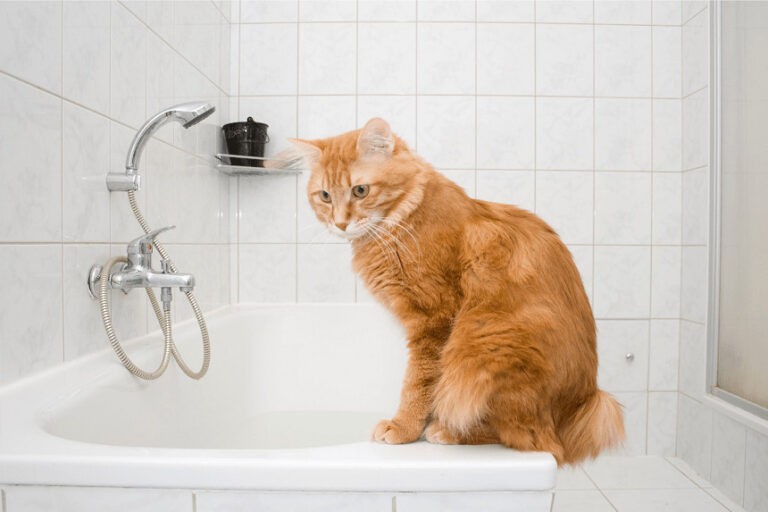 Mokry kot – zły kot. Dlaczego koty nie lubią wody?