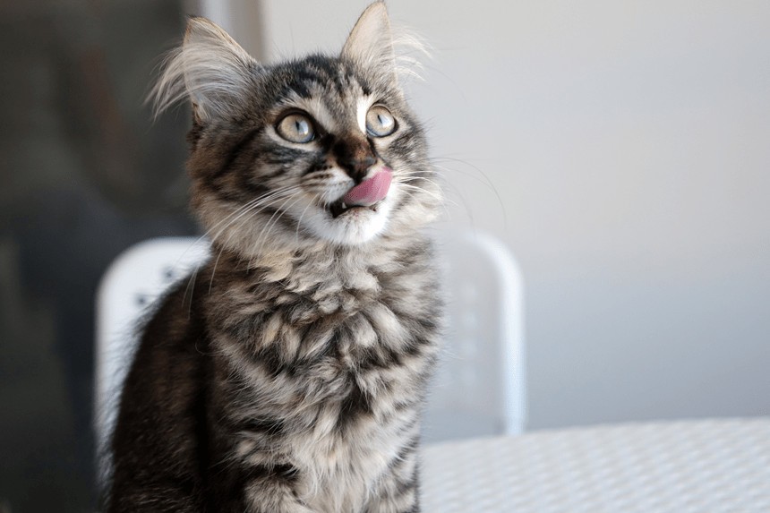 co oznacza wystawianie języka przez kota?