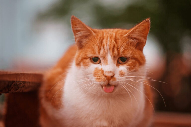 Kot wystawia język – co to oznacza?