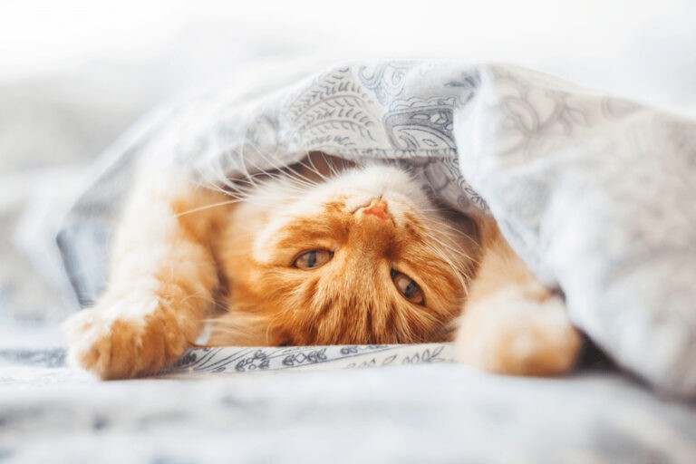 Koty – ciekawostki senne. Czy koty mają sny?