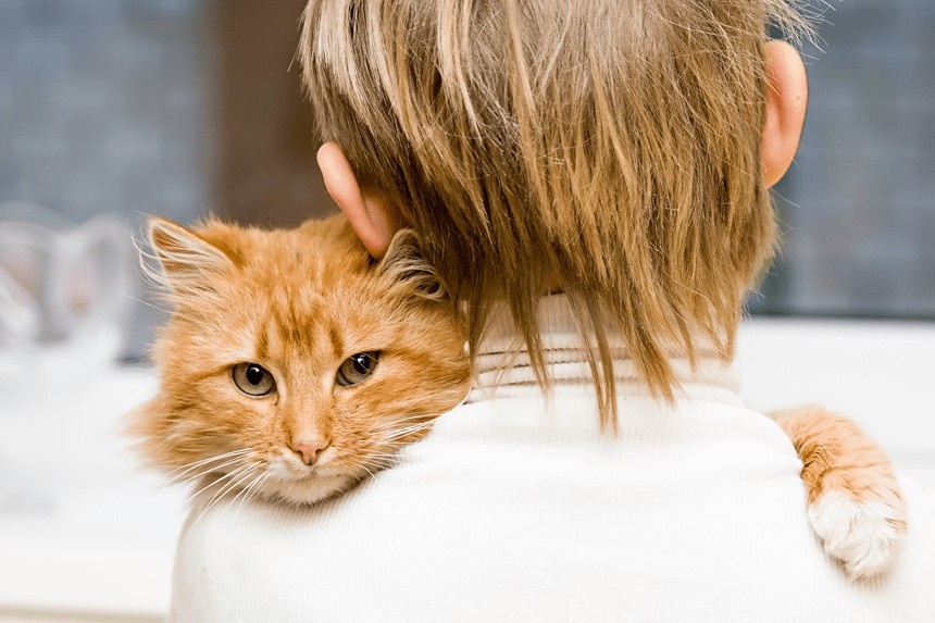 Zapalenie ucha u kota. Przyczyny i leczenie