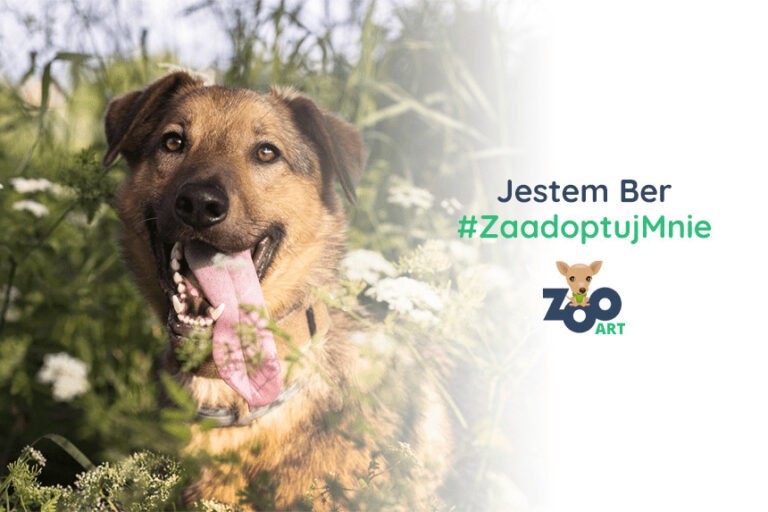 Kundelki do adopcji – Ber to jeden z nich. Poznaj jego historię