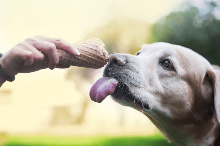 Lody dla psa – nie tylko dla ochłody! 3 pomysły na psie lody