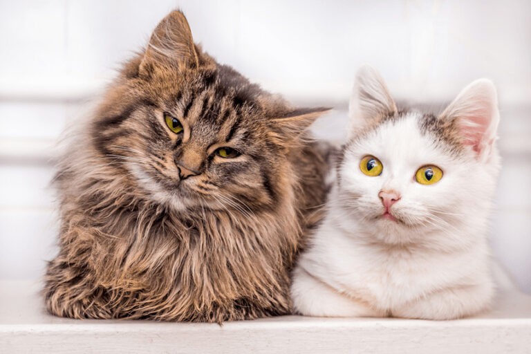 Zachowanie kota – co oznacza? Koci język i mowa ciała kota