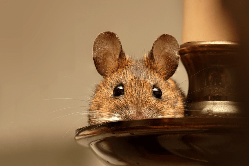 jak rozróżnić szczura od myszy? 
