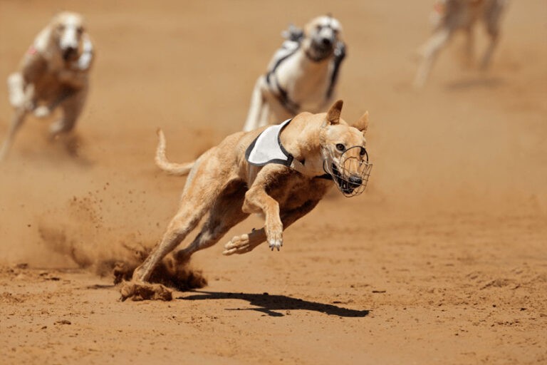 Najszybszy pies świata – znasz tę rasę? TOP 5 szybkich ras