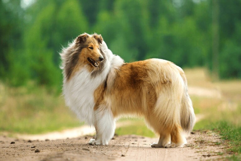 Pies owczarek szkocki (długowłosy) collie – filmowy Lassie, lojalny przyjaciel