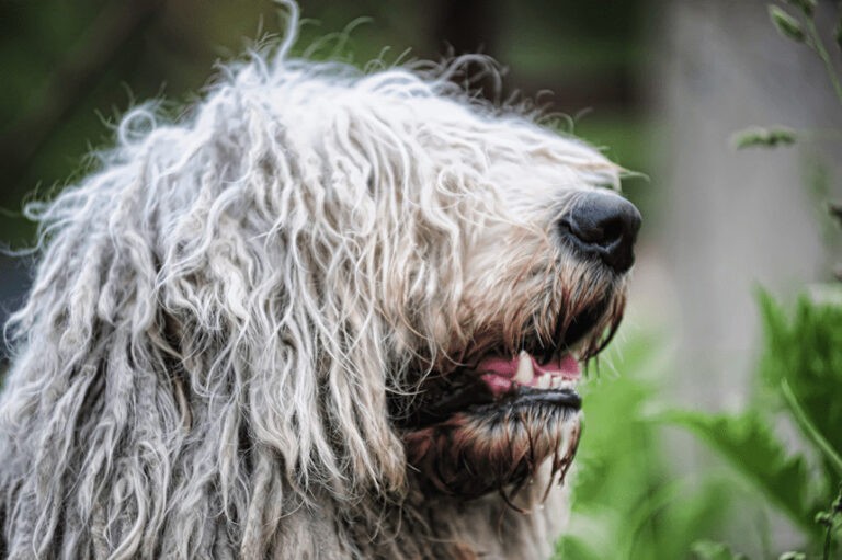 Pies mop, czyli komondor. Jaki naprawdę jest pies z dredami