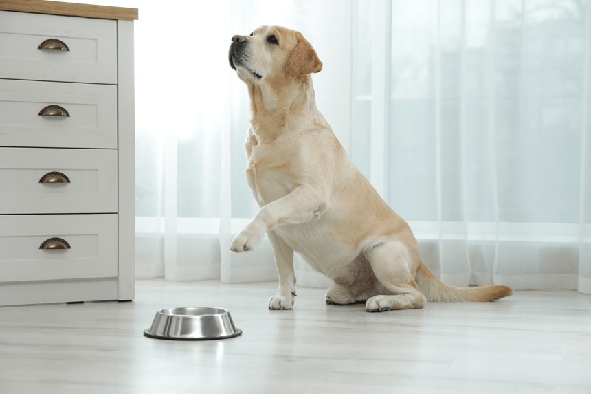 pies nie chce jeść suchej karmy – co robić? my wiemy