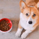 Pies nie chce jeść z miski – jak go przekonać?