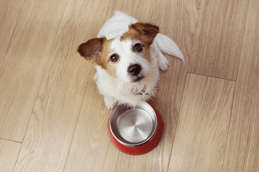 Pies nie chce jeść z miski – jak go przekonać? - Blog ZooArt