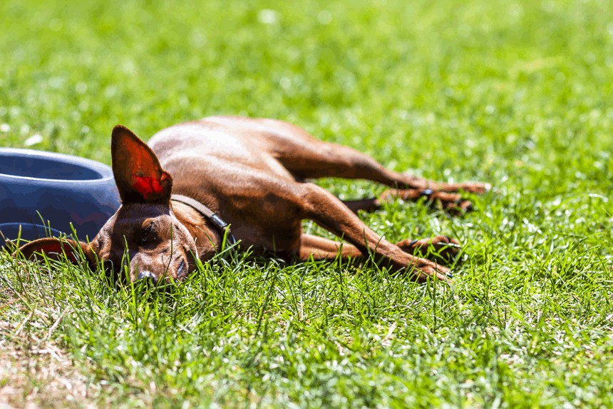 Udar cieplny u psa – objawy, leczenie i zapobieganie