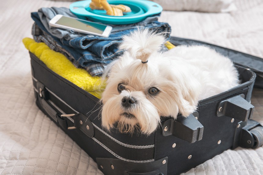 Podróże z psem – jak przygotować się do wyjazdu z psem za granicę?