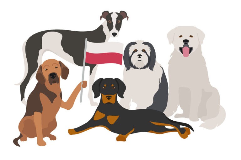 Czy polskie psy podbiją świat? Słynne rasy psów polskich