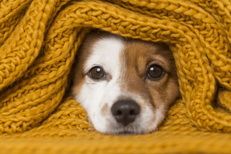 Przeziębienie u psa – jak się objawia? Przyczyny i leczenie