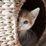 Jak przygotować się na przyjęcie małego kota w domu? Kompletny poradnik