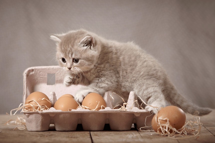 Можно котам вареные яйца. Пасхальные котята. Кот и Пасха. Пасха котики. Кот и пасхальные яйца.