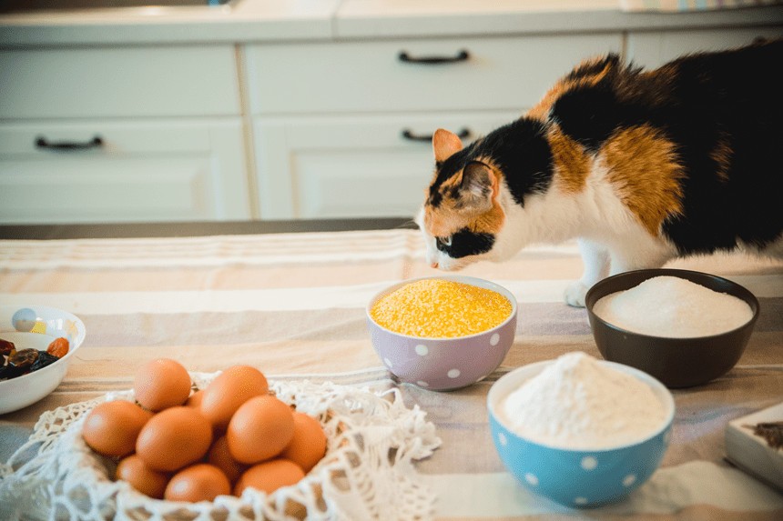Ryż a problemy z trawieniem u kotów