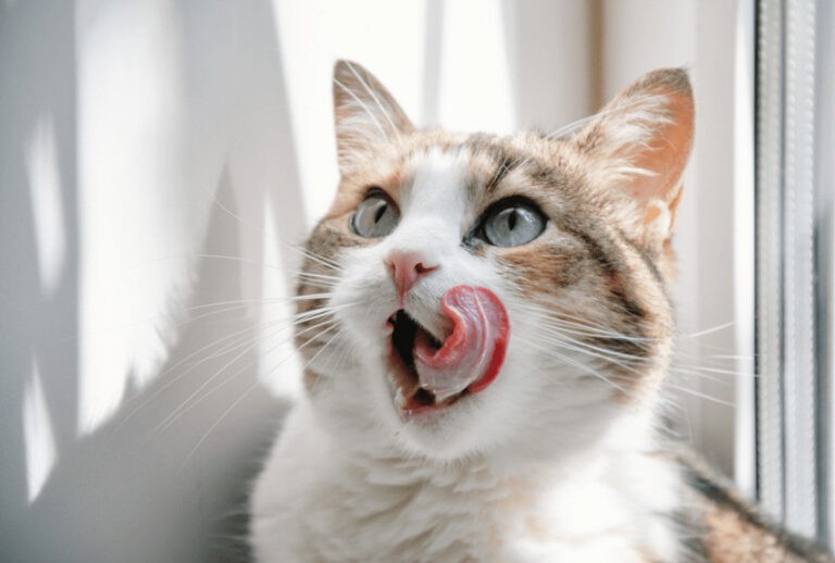 Pobudzenie apetytu u kota z pomocą przysmaków. Jak zrobić smakołyki dla kota?