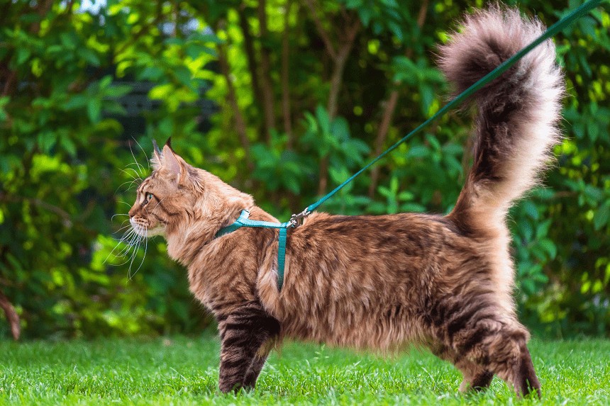 Jak nauczyć kota chodzić na smyczy? Blog