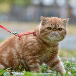 Jak nauczyć kota chodzić na smyczy?