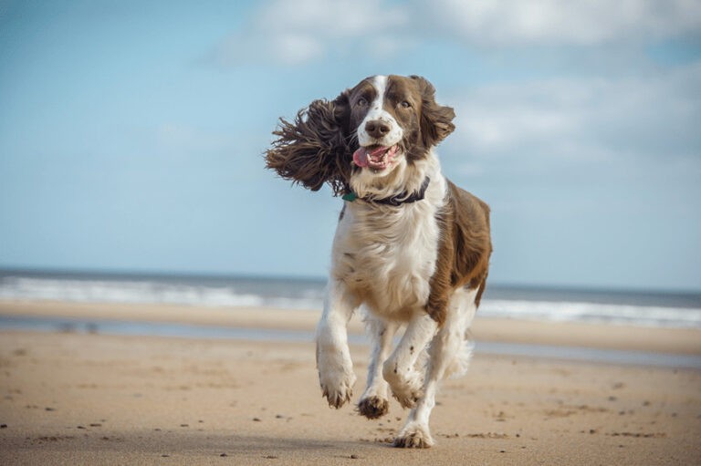 Springer spaniel angielski – bystry zawadiaka. Opis rasy