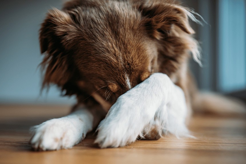 Strachliwy pies – jak pomóc mu oswoić lęk?
