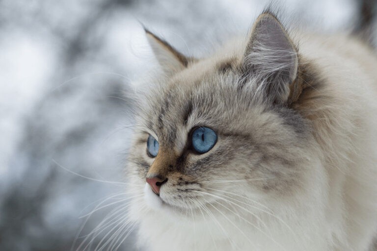 Kot syberyjski (siberian cat) – mruczek, który przyciąga uwagę. Charakterystyka rasy