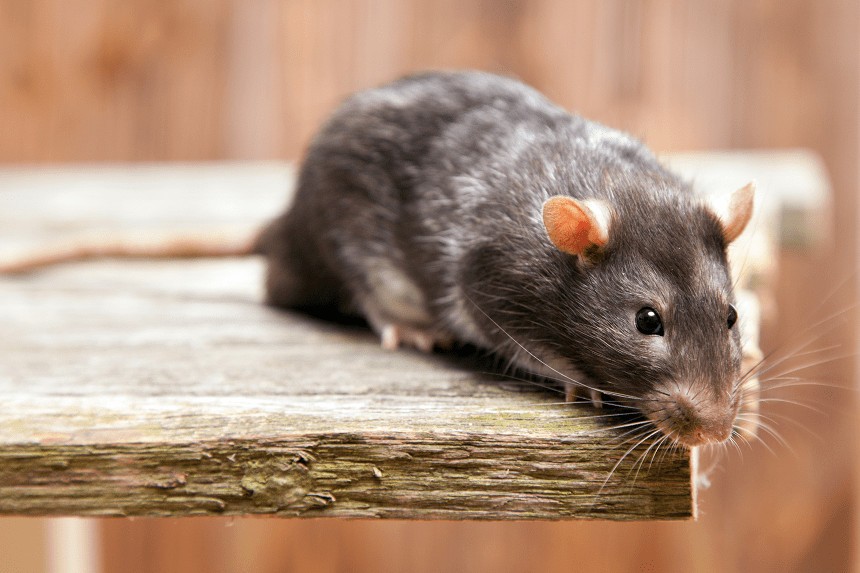 leczenie przeziębienia u szczura