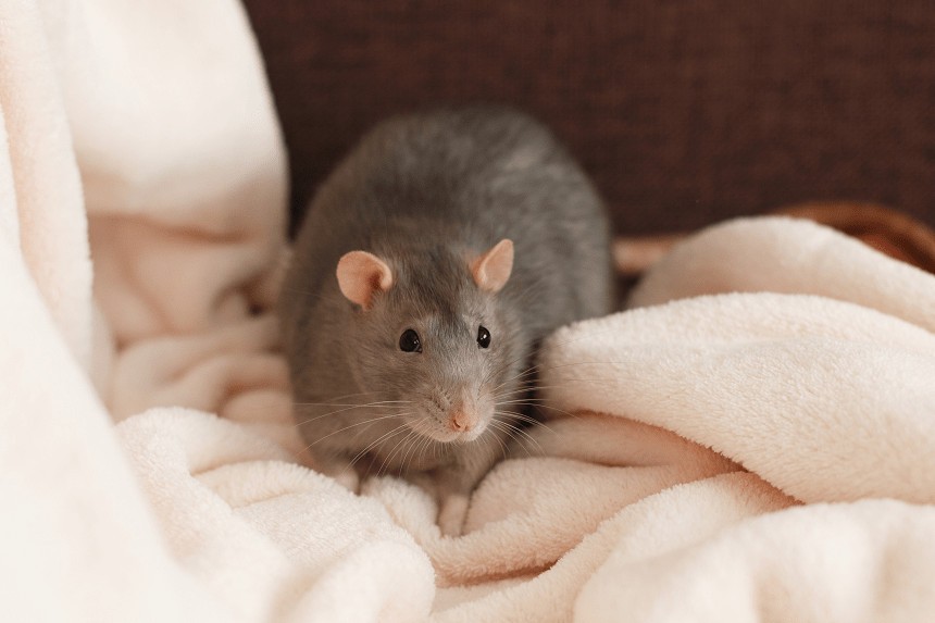 objawy przeziębienia u szczura
