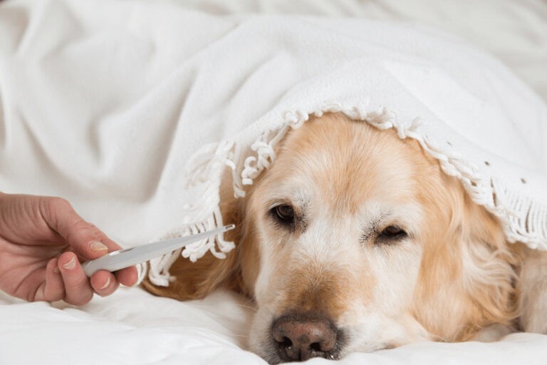 Temperatura psa – jak poznać, czy to już gorączka?