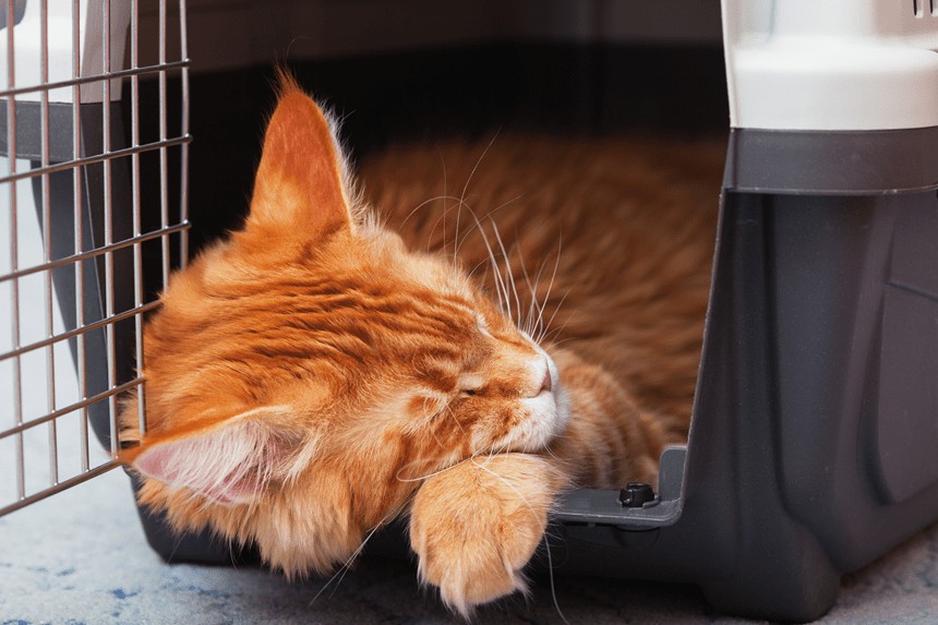 Choroba lokomocyjna u kota – jak pomóc pupilowi przetrwać podróż?